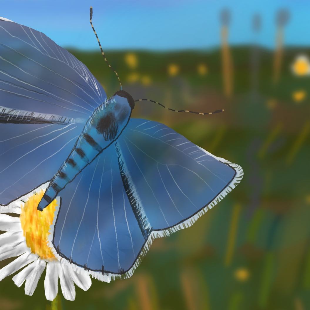 Xerces Blue Butterfly